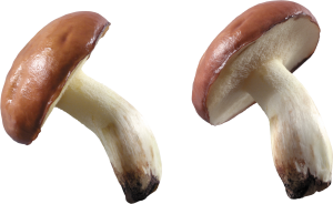 Mushroom PNG image-3182